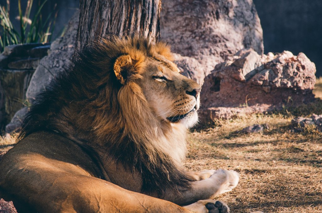 The lion - King of animals The lion - King of animals